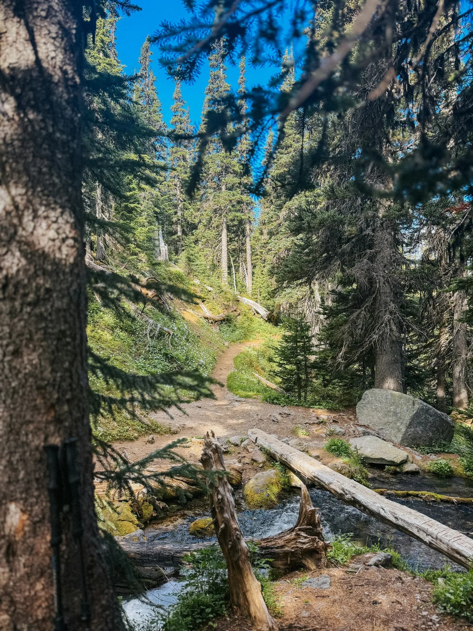 A forest trail running beside a mountain stream