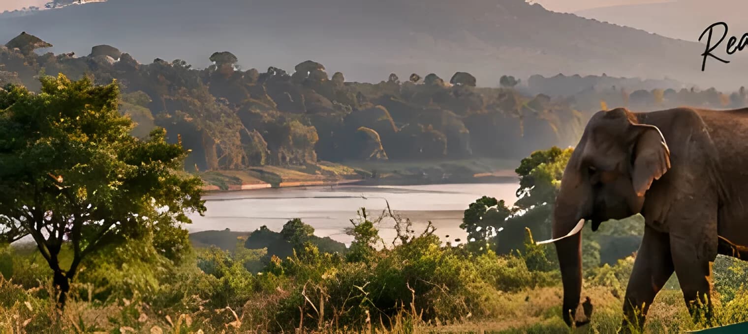 Elephant grazing in a meadow near a river at sunset
